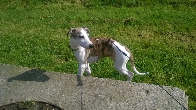 Laisse, longe ? Collier, harnais ?