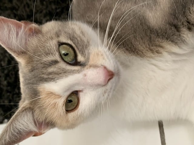 Quelques questions (yeux, nez)