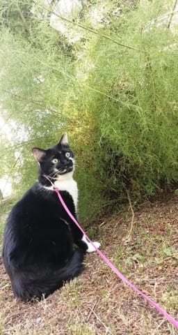 Emmener mon chat en vacance ?