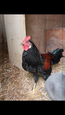 Ma poule serait elle un coq?