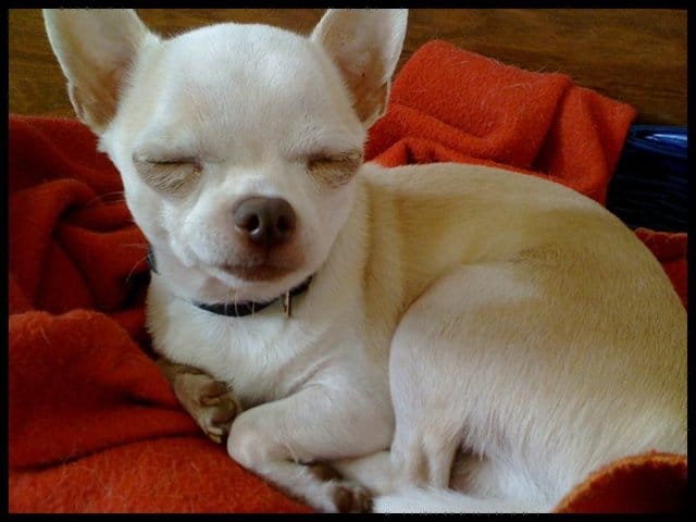 recherche un petit chihuahua pour tenir compagnie au petit pépito!