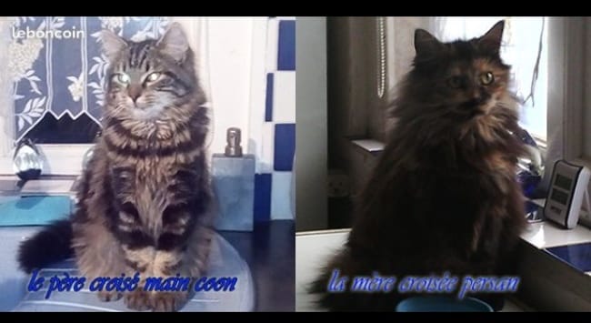 Mon chat va t’il être grand ?