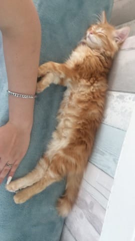 mon chaton est maigre