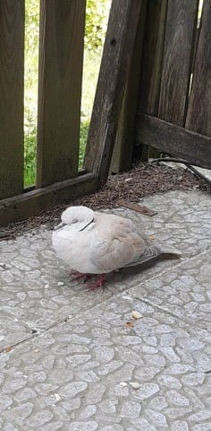 Que dois-je faire avec une tourterelle étourdie ?