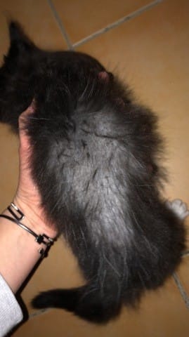 Chaton de deux mois perd ses poils