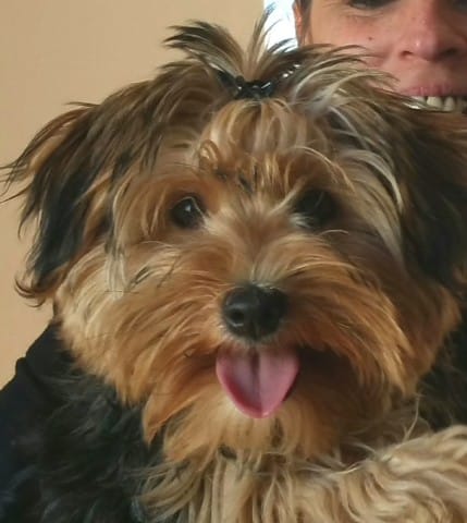 Les morkies chiots de 5 mois .
