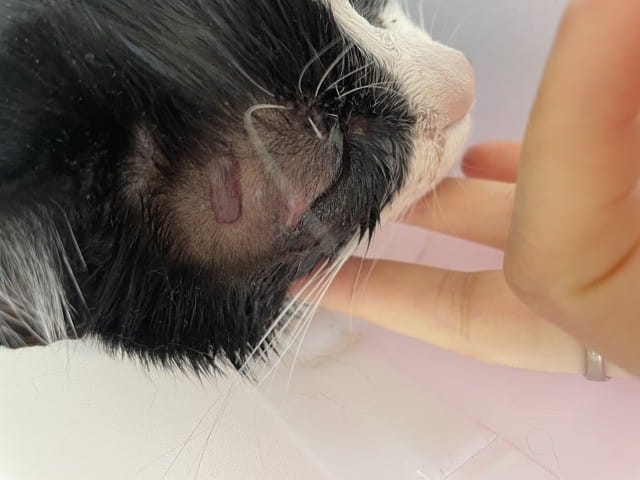 Qu'est-ce que cette lésion et surtout, est-ce une urgence ?