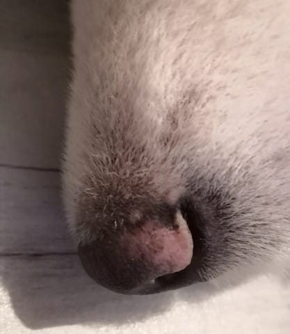 Depigmentation de la truffe