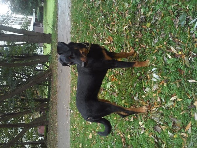 Ma beauceronne de 9mois va t elle encore grandir?