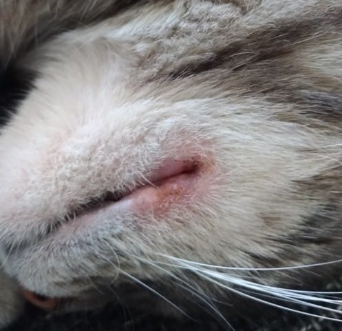 Babine de mon chat enflée...