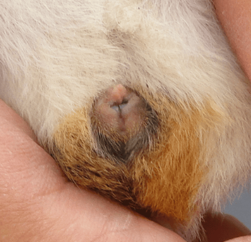 aide pour sexage cochons d'inde