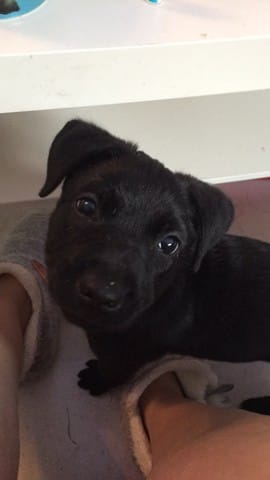 De quel croisement est issu mon chiot ?