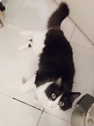 Aide pour choix de viandes, aide pour débuter le BARF avec mes chats !