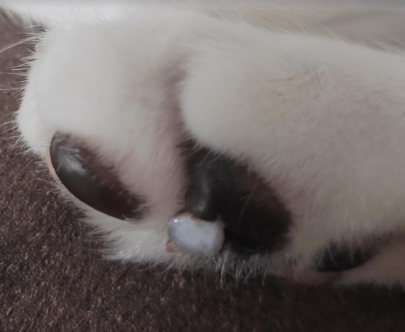 Litière dans coussinet