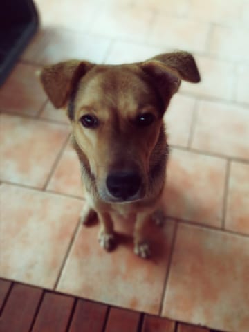 Que faire pour mon chien qui aboie la nuit ?