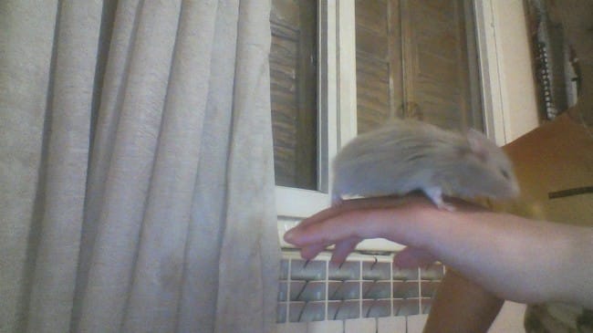quel est la race de mes hamster!!!!!! svp