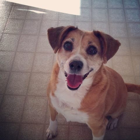 Je ne trouves pas la race de mon chien !