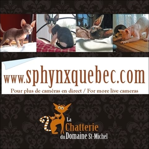 Un Sphynx en AMOUR comme jamais