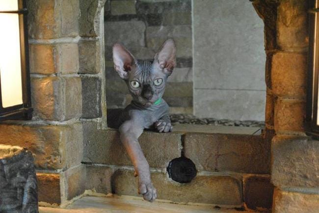 Premier biberon pour chaton