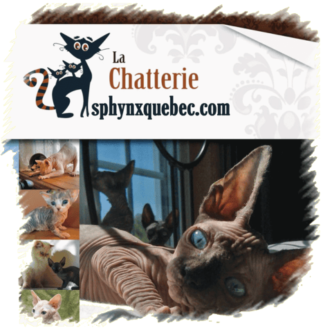 Sphynx Mâle à la tête enflée