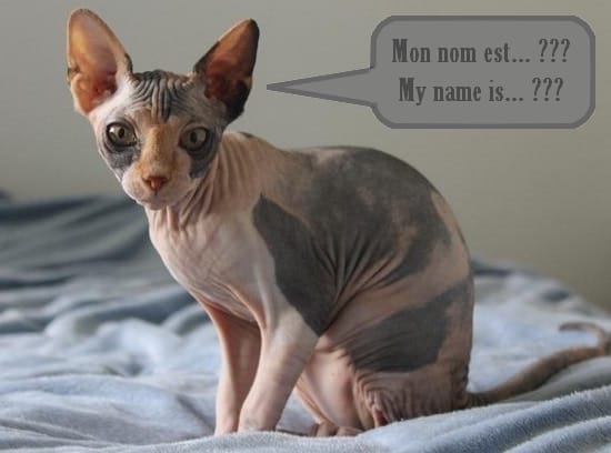 Ma nouvelle reine à la chatterie