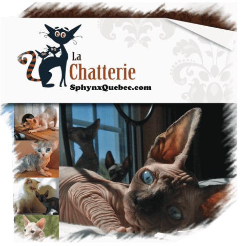 Nouvelle Reine à la Chatterie
