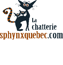 Timilie, mon chat, est revenue