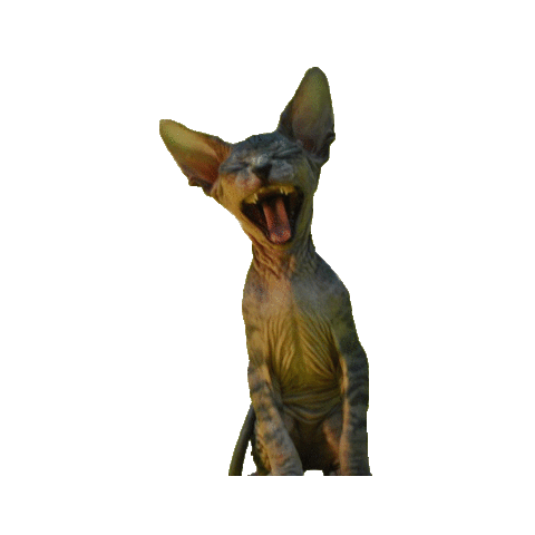 Les Sphynx s'habillent chez Prada