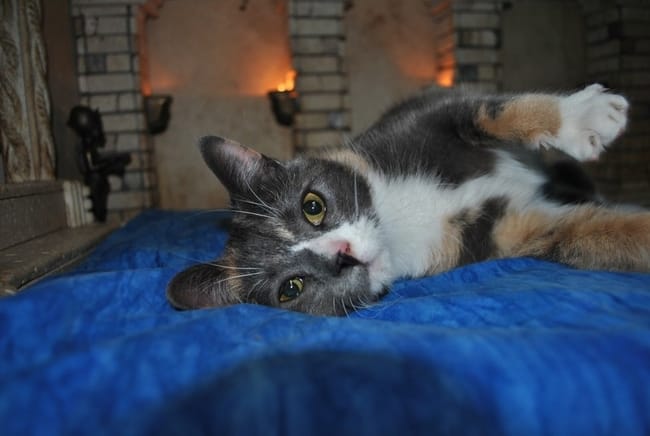 Pour aider les chats abandonnés CAM en DIRECT