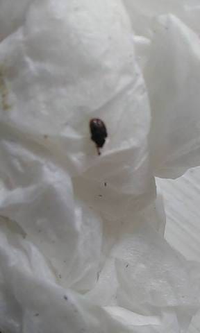 insecte étrange