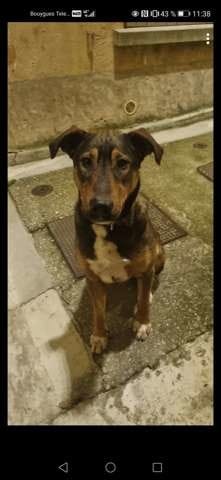 Quel Rae de chien? Quels croisements ?