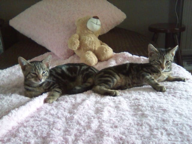 Chatons cherchent foyer chaleureux