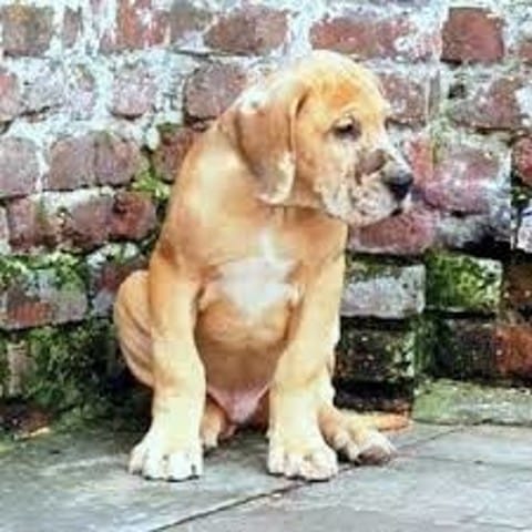 Les couleurs du dogue allemend