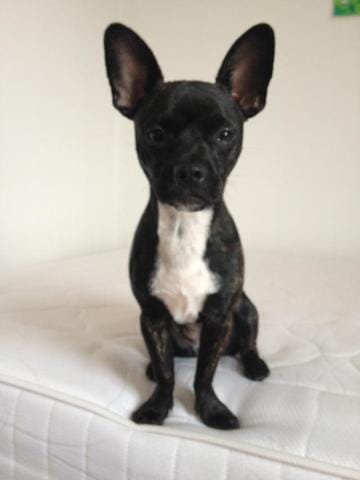 Je ne connais pas la race de ma chienne