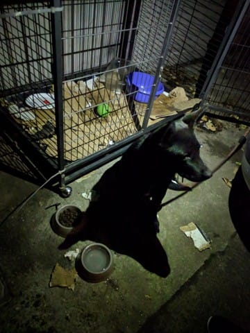 Nouveau chien et jalousie. Que faire ?