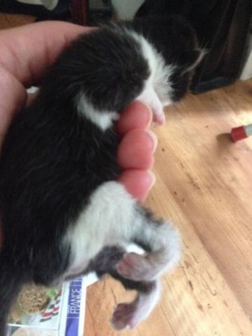 Problème chez un chaton Help