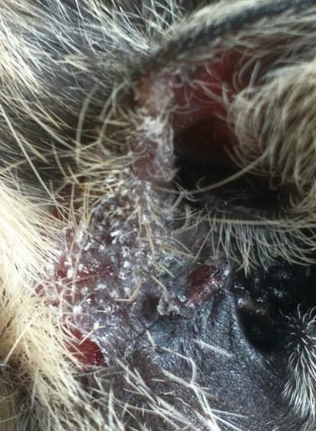 Cochon d'Inde problème au niveau de l'oreille