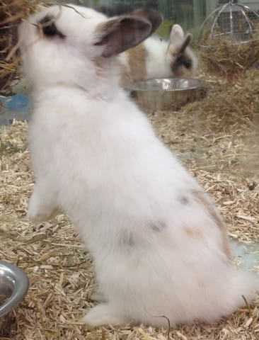 Lapin dit "extra-nain" en animalerie