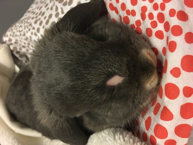 Mon lapin a perdu une grosse touffe de poils, je vois sa peau.
