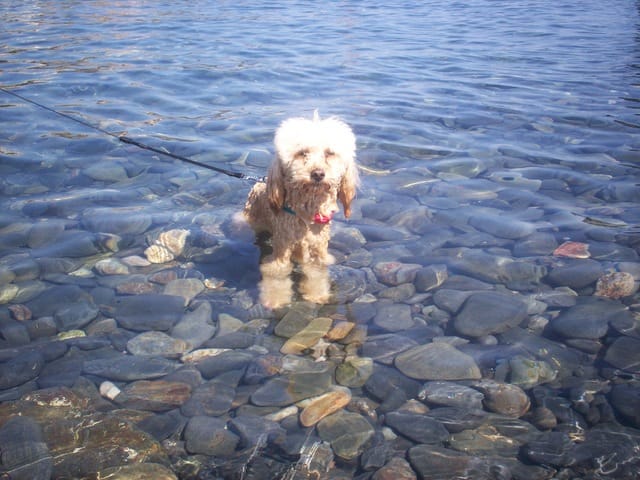 photos de mon caniche 