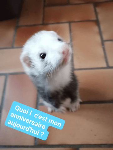 Changement de comportement chez le furet