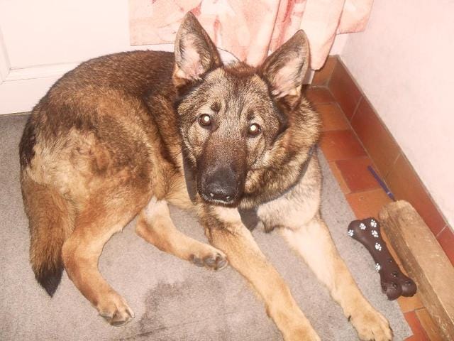 Adoption d'un berger allemand
