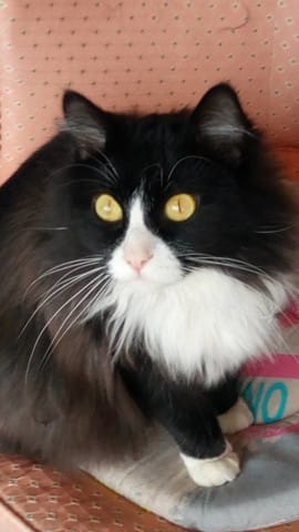 URGENT ADOPTION CHAT TOULOUSE