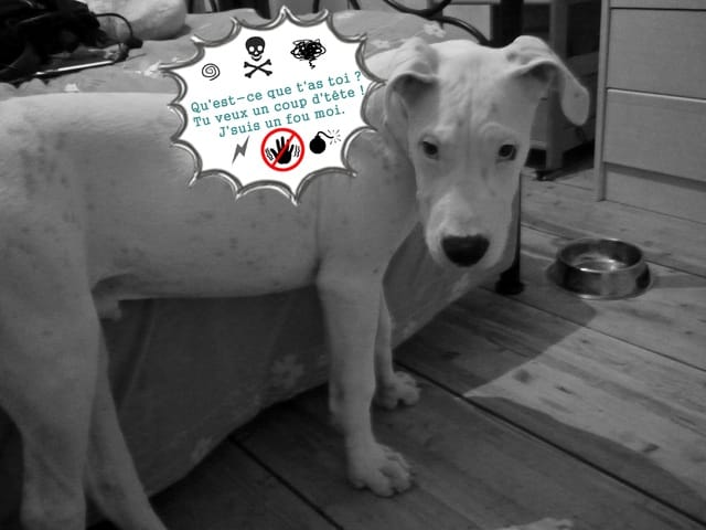 Vos dogos acceptent t'ils d'autre annimaux de compagnie à la maison ?