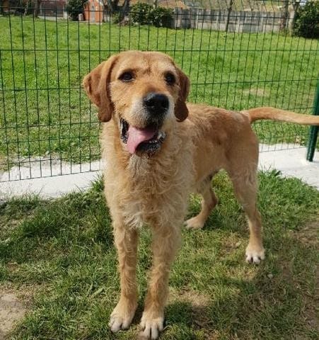 Erreur sur affiche chien a adopter