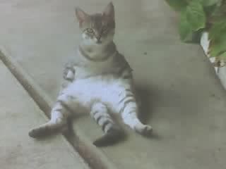ma chatte est au plus mal...