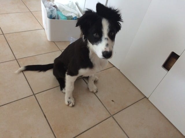 Mon Border Collie sera t'il a poils courts ou longs ? (4 mois)