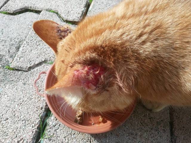 Besoin d'aide maladie oreilles chat