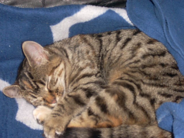 Race de mon chaton !