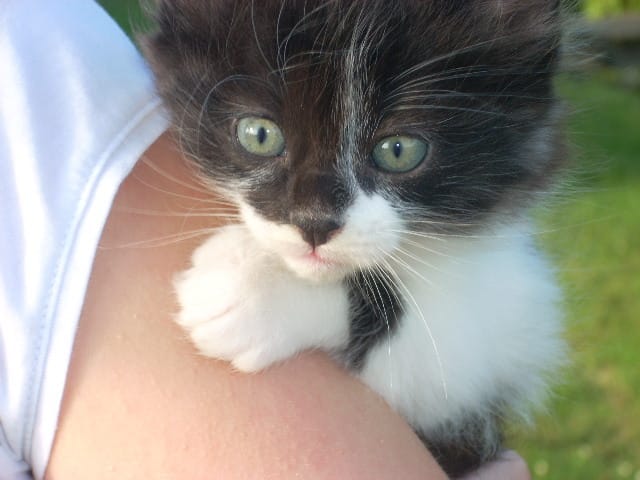 Cherche preneurs de chaton dans le 79 ! URGENCE.